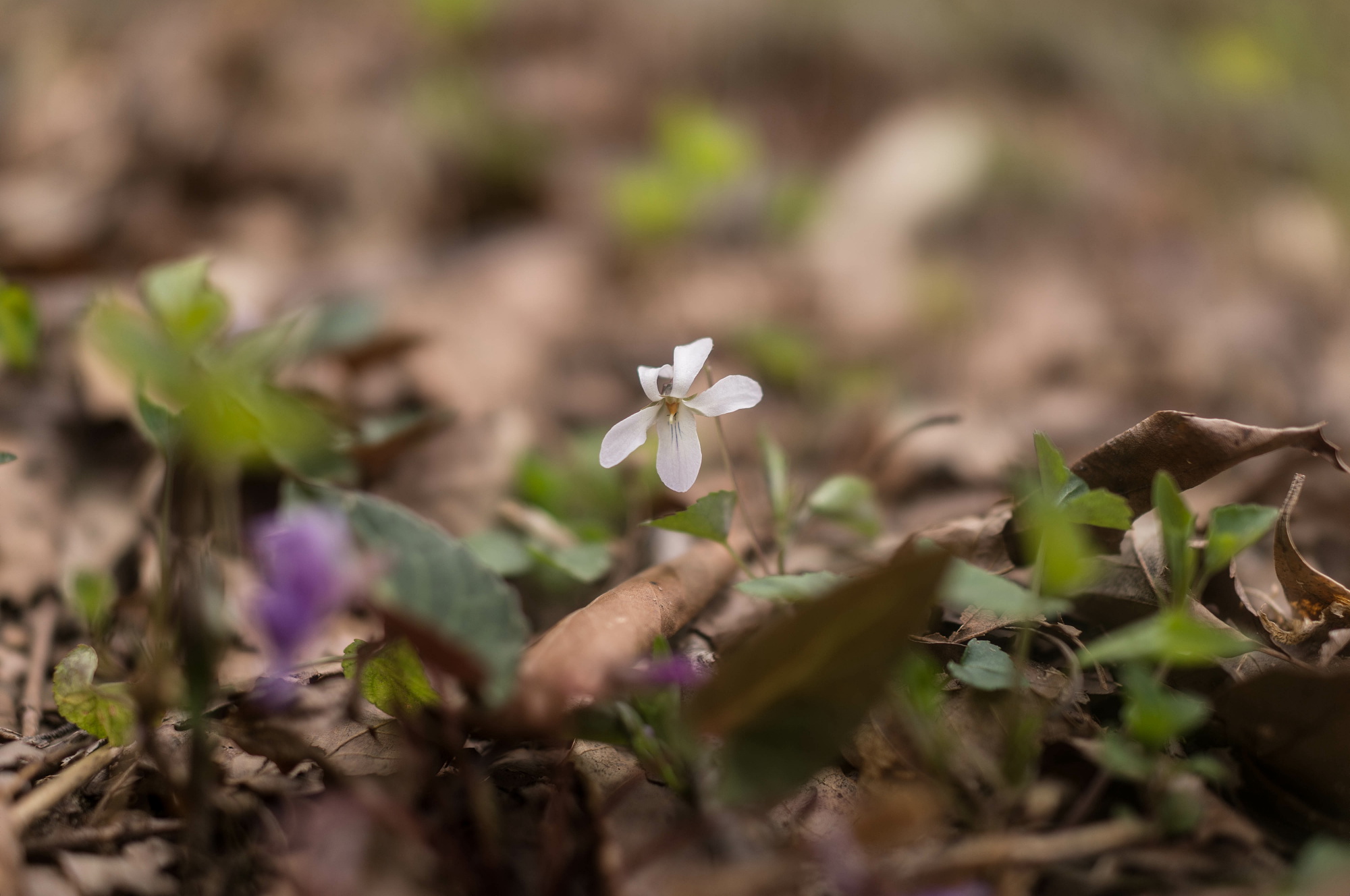 深入山の花々_e0015567_2132247.jpg