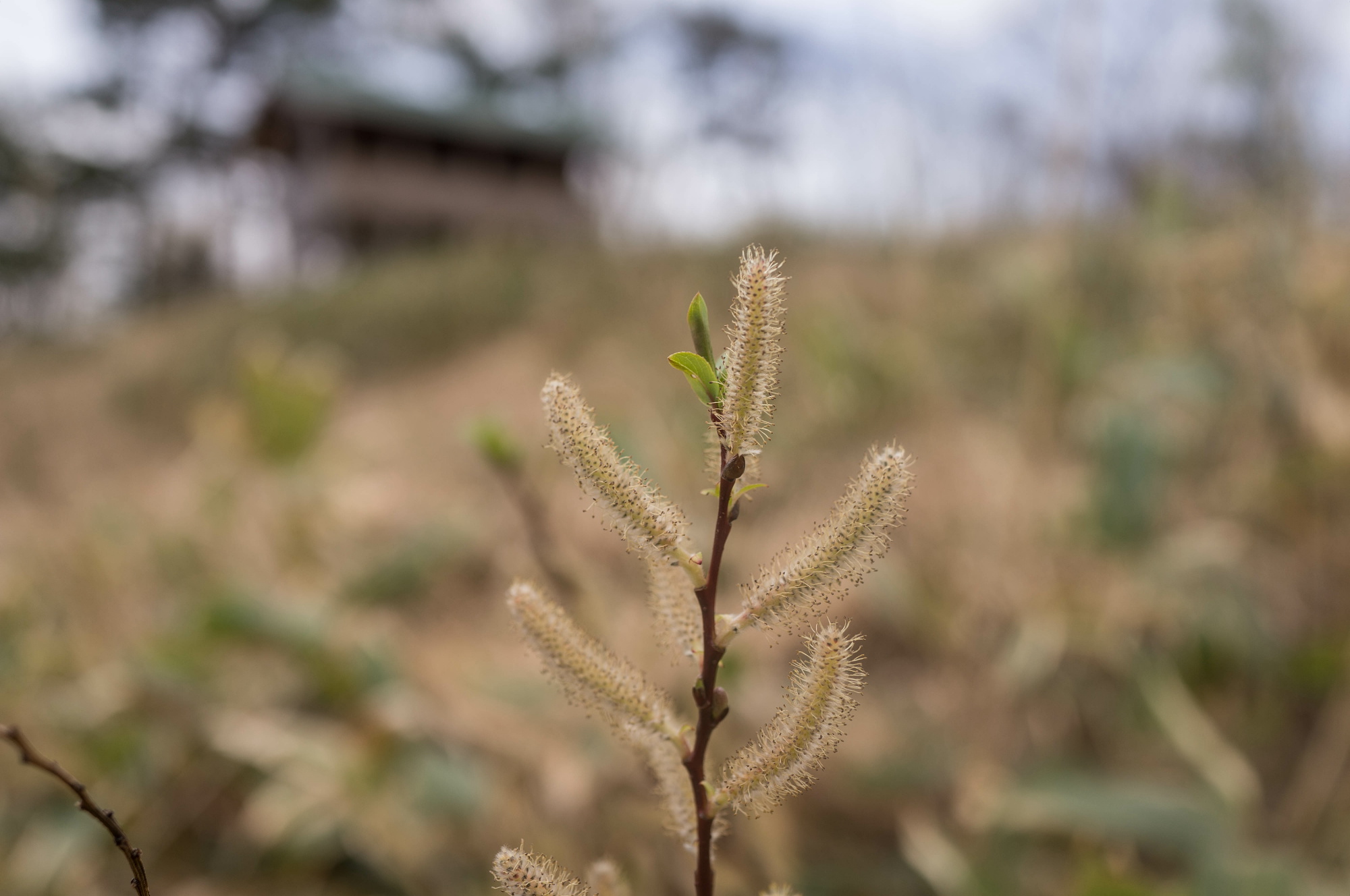 深入山の花々_e0015567_217881.jpg