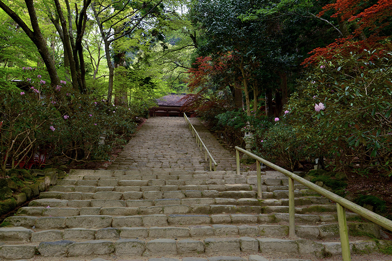 室生寺　石楠花を訪ねて・・・_c0317868_16185267.jpg