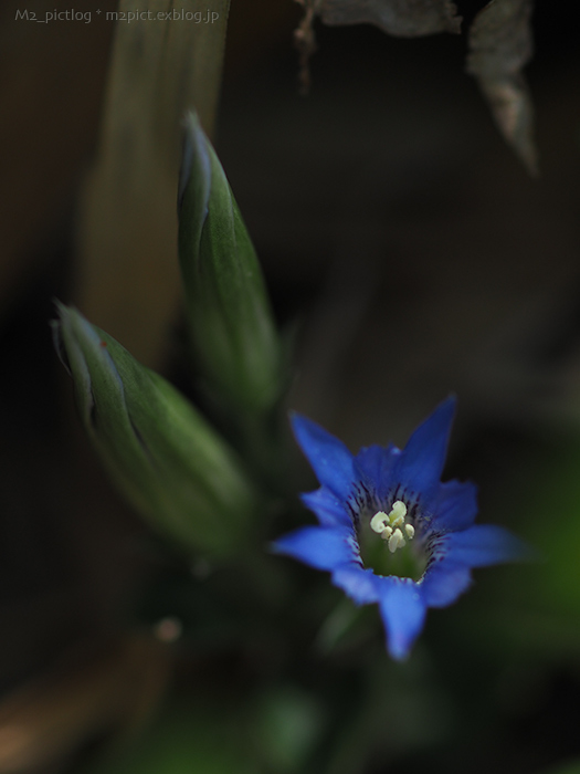 最後の花一輪_e0097970_20171129.jpg