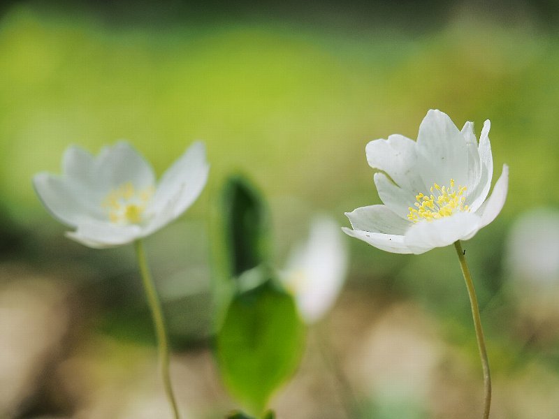 こもれびの丘　春に花たち　４_a0330871_08054409.jpg