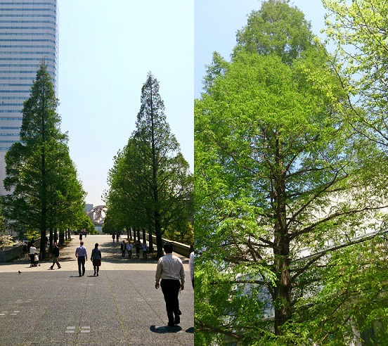 春を忘れてしまう前に、アイスランドと長野から息吹の響鳴。_c0002171_4425049.jpg
