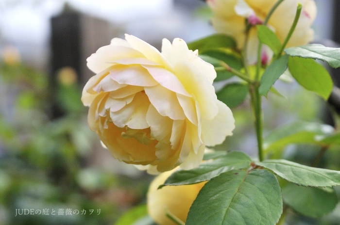 グラハムと赤い葉の薔薇_c0278671_17001220.jpg