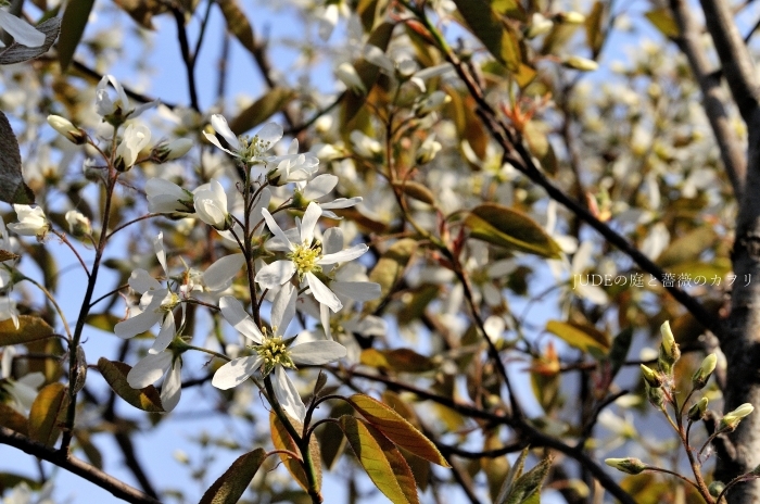 秋に咲いたイサーク　今の花達_c0278671_17020101.jpg