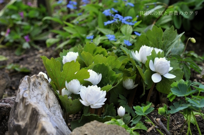 秋に咲いたイサーク　今の花達_c0278671_17034966.jpg