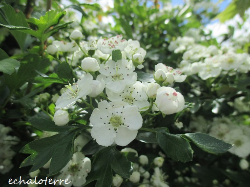 セイヨウサンザシの花が咲いた フランス Bons Vivants Idees Partout