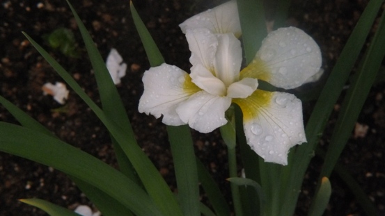 初めての白あやめの花 エンジョイライフ 初めての白あやめの花 エンジョイライフ