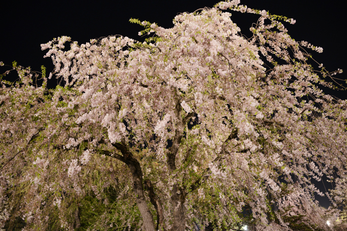弘前さくらまつり夜景写真_e0171573_2251142.jpg