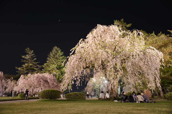 弘前さくらまつり夜景写真_e0171573_225544.jpg