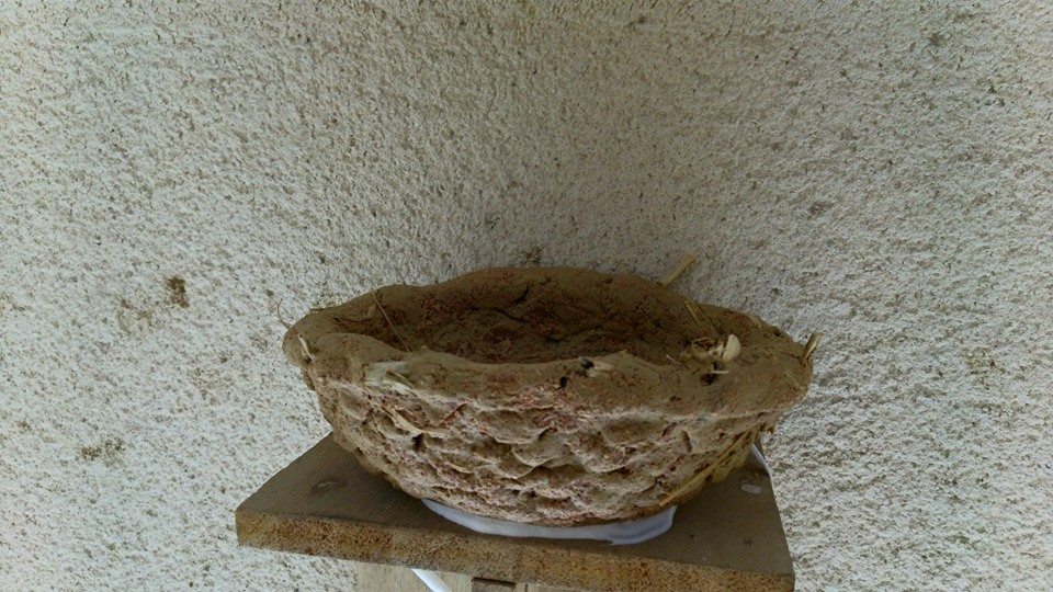 4 29 人工巣を作って誘致することとしました 千葉印西つばめ キジバト記録