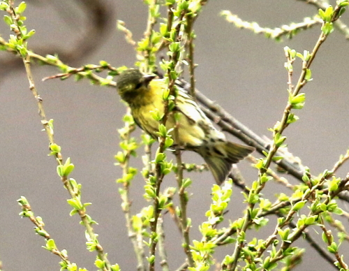 d0262476_51591.jpg