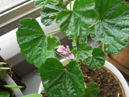 c0095679_10545262.gif