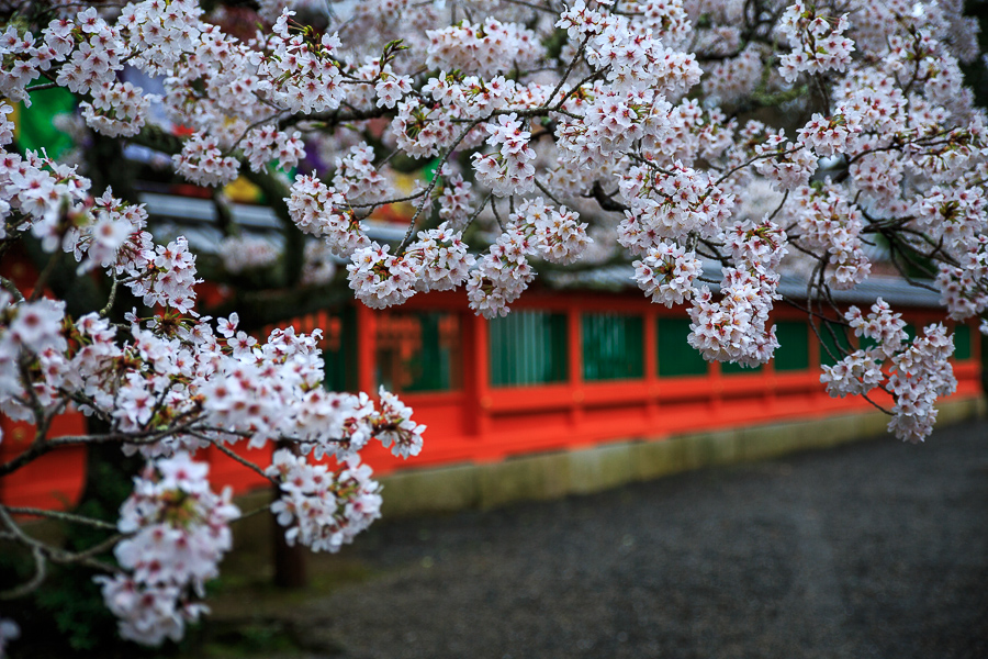 桜2014！　～毘沙門堂　 葵太夫～_b0128581_23162160.jpg