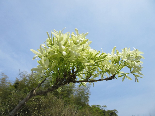 b0182884_6243824.jpg