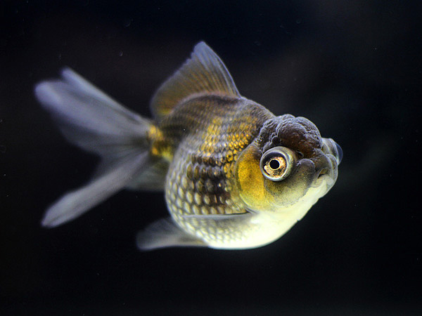 日本観賞魚フェア2015 ②_a0199486_0303123.jpg