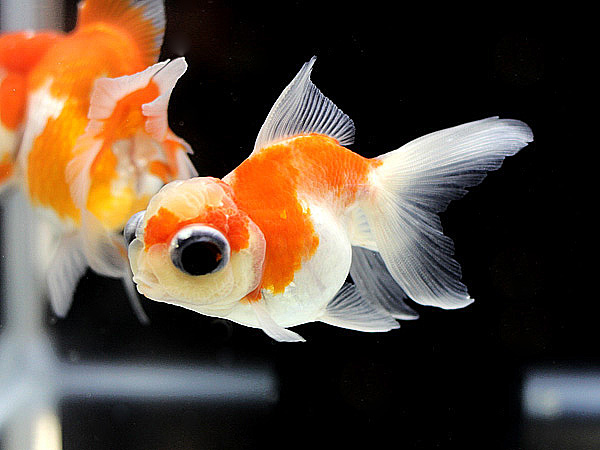日本観賞魚フェア2015 ②_a0199486_0481687.jpg