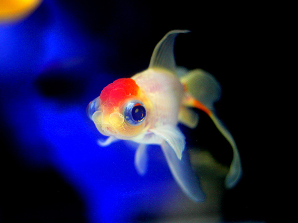 日本観賞魚フェア2015 ②_a0199486_0522888.jpg