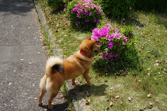 コロンちゃんの荒尾散歩・平成２７年４月２９日_a0137997_20114243.jpg