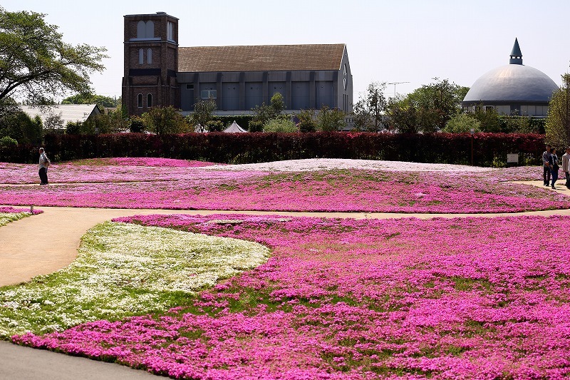 群馬県 館林市の花散歩コース 芝桜 ネモフィラ ルピナス そしてつつじ 旅プラスの日記 群馬県 館林市の花散歩コース 芝桜 ネモフィラ ルピナス そしてつつじ 旅プラスの日記