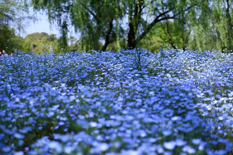 群馬県 館林市の花散歩コース 芝桜 ネモフィラ ルピナス そしてつつじ 旅プラスの日記 群馬県 館林市の花散歩コース 芝桜 ネモフィラ ルピナス そしてつつじ 旅プラスの日記
