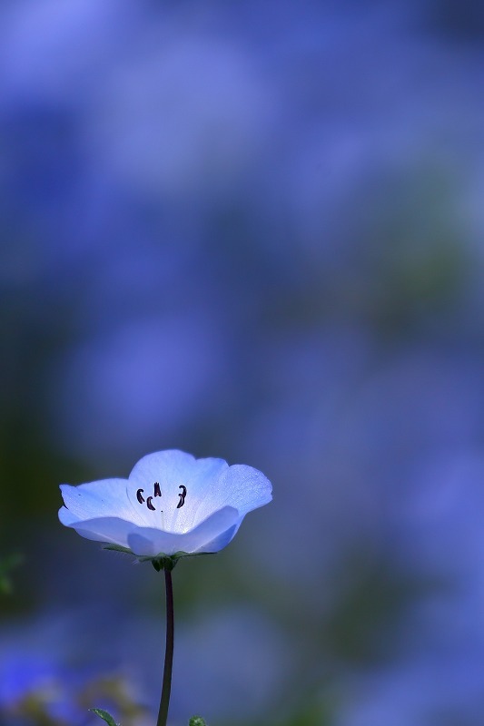 群馬県 館林市の花散歩コース 芝桜 ネモフィラ ルピナス そしてつつじ 旅プラスの日記 群馬県 館林市の花散歩コース 芝桜 ネモフィラ ルピナス そしてつつじ 旅プラスの日記