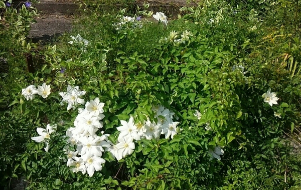 d0306603_1165627.jpg