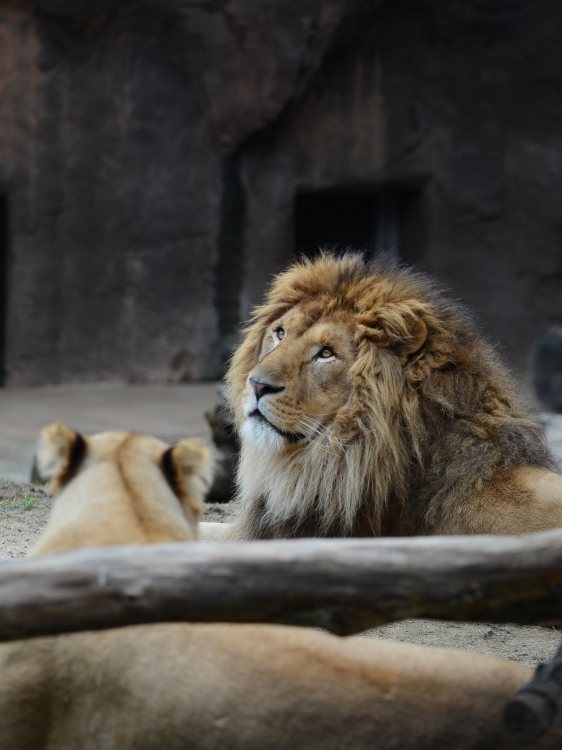 ライオンページ ライオンのアフター5 | wakasa15thfd