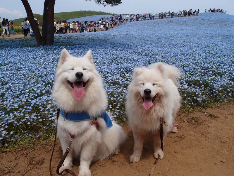 常陸海浜公園　ネモフィラ編　４月２９日　[水]_e0018604_11540310.jpg