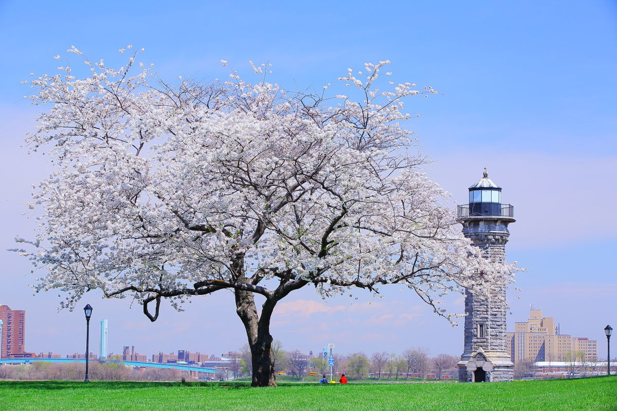 北の1本桜_a0274805_23063559.jpg
