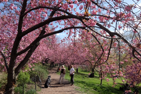 セントラルパークの桜のトンネルが咲きはじめました_b0007805_1923169.jpg