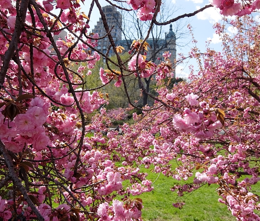 セントラルパークの桜のトンネルが咲きはじめました_b0007805_19244415.jpg