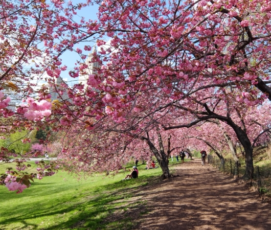 セントラルパークの桜のトンネルが咲きはじめました_b0007805_1924639.jpg
