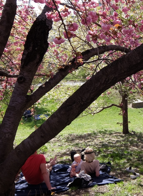 セントラルパークの桜のトンネルが咲きはじめました_b0007805_19255653.jpg