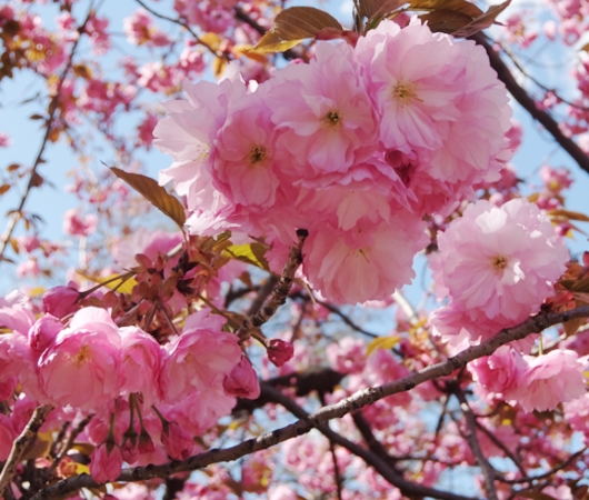 セントラルパークの桜のトンネルが咲きはじめました_b0007805_1926217.jpg