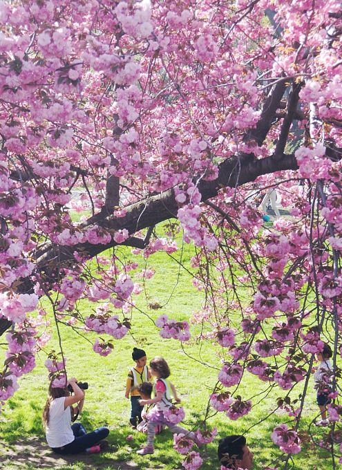 セントラルパークの桜のトンネルが咲きはじめました_b0007805_19313412.jpg