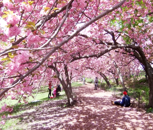 セントラルパークの桜のトンネルが咲きはじめました_b0007805_19544945.jpg