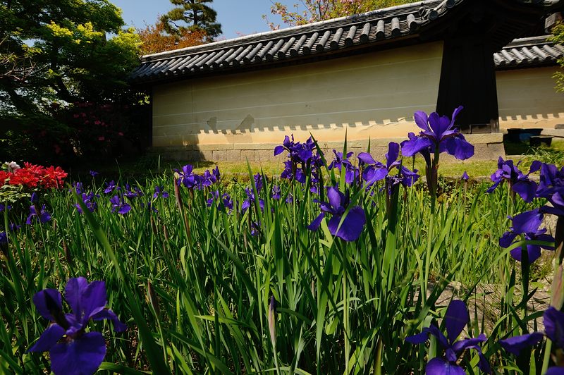 梅宮大社・其の二 藤と初夏の花達_f0032011_18222459.jpg
