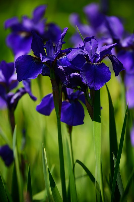 梅宮大社・其の二 藤と初夏の花達_f0032011_18291125.jpg