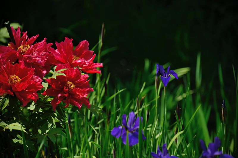 梅宮大社・其の二 藤と初夏の花達_f0032011_18292286.jpg