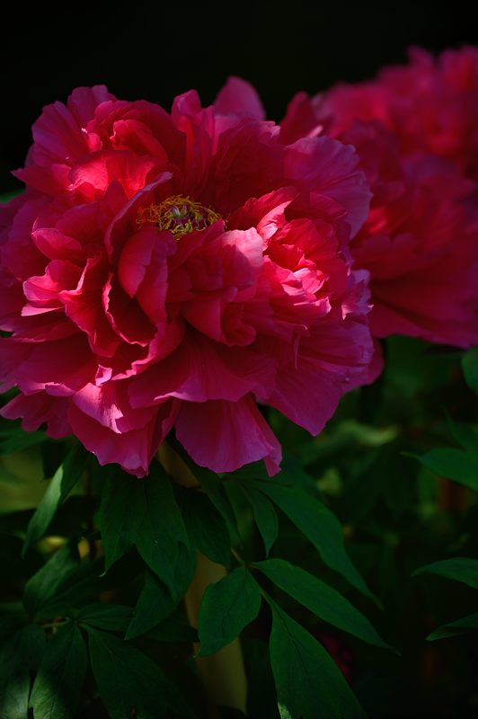 梅宮大社・其の二 藤と初夏の花達_f0032011_18294443.jpg