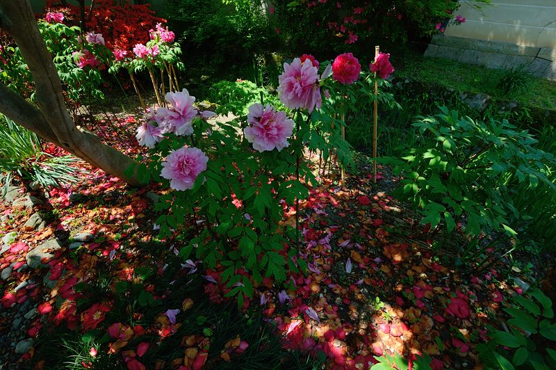 梅宮大社・其の二 藤と初夏の花達_f0032011_18304377.jpg