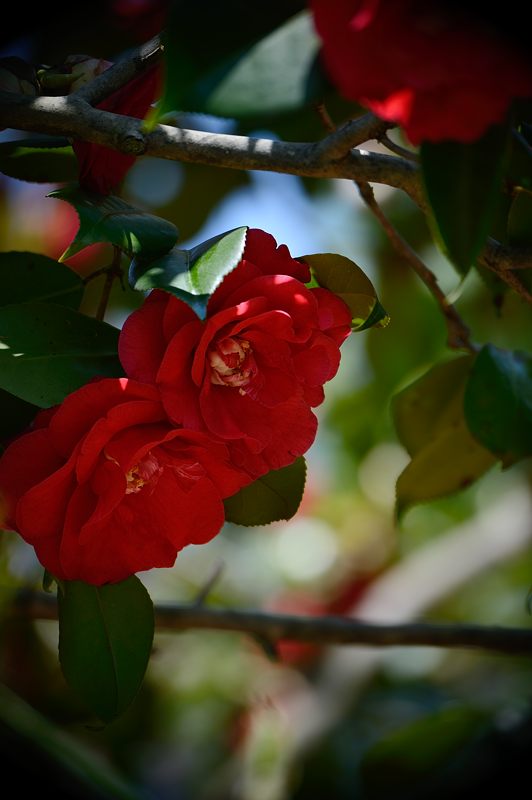 梅宮大社・其の二 藤と初夏の花達_f0032011_18305811.jpg