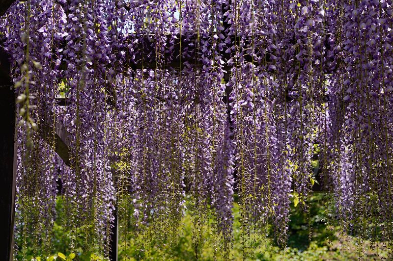 梅宮大社・其の二 藤と初夏の花達_f0032011_18315672.jpg