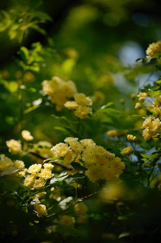 梅宮大社・其の二 藤と初夏の花達_f0032011_18321185.jpg