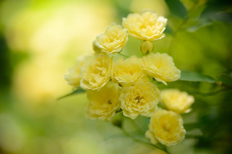 梅宮大社・其の二 藤と初夏の花達_f0032011_18322194.jpg