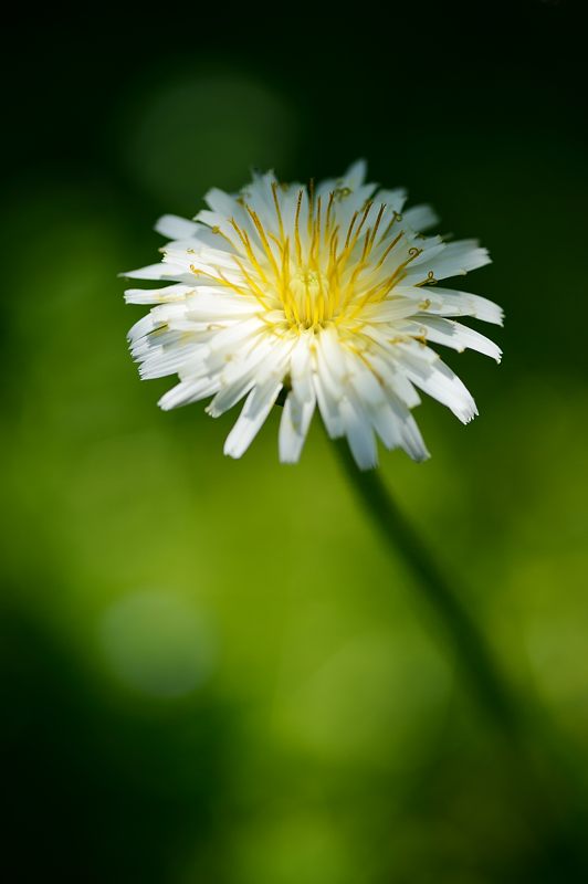 梅宮大社・其の二 藤と初夏の花達_f0032011_18323712.jpg
