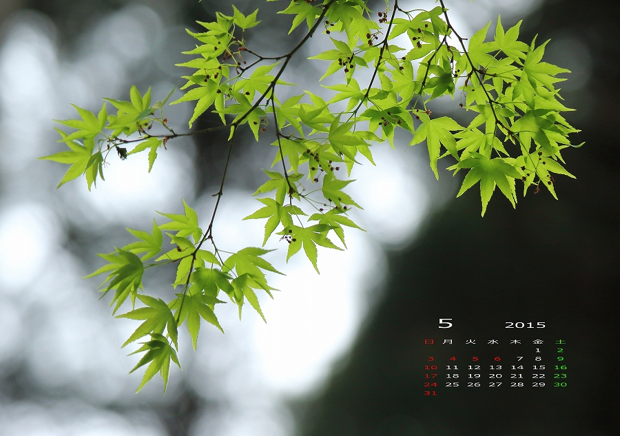 15年5月 壁紙カレンダー 上さんの写真工房 15年5月 壁紙カレンダー 上さんの写真工房