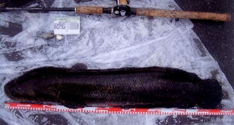 2014 ライギョフォトダ―ビー エントリーフィッシュの中から 2014 ライギョフォトダ―ビー エントリーフィッシュの中から