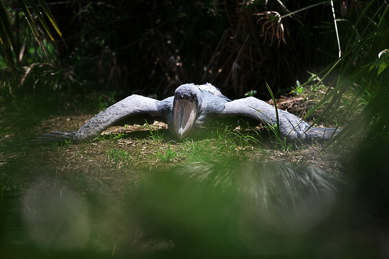 ハシビロコウ　-上野動物園-_c0115616_6115033.jpg