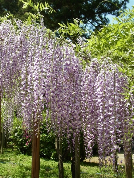 e0083517_17130663.jpg